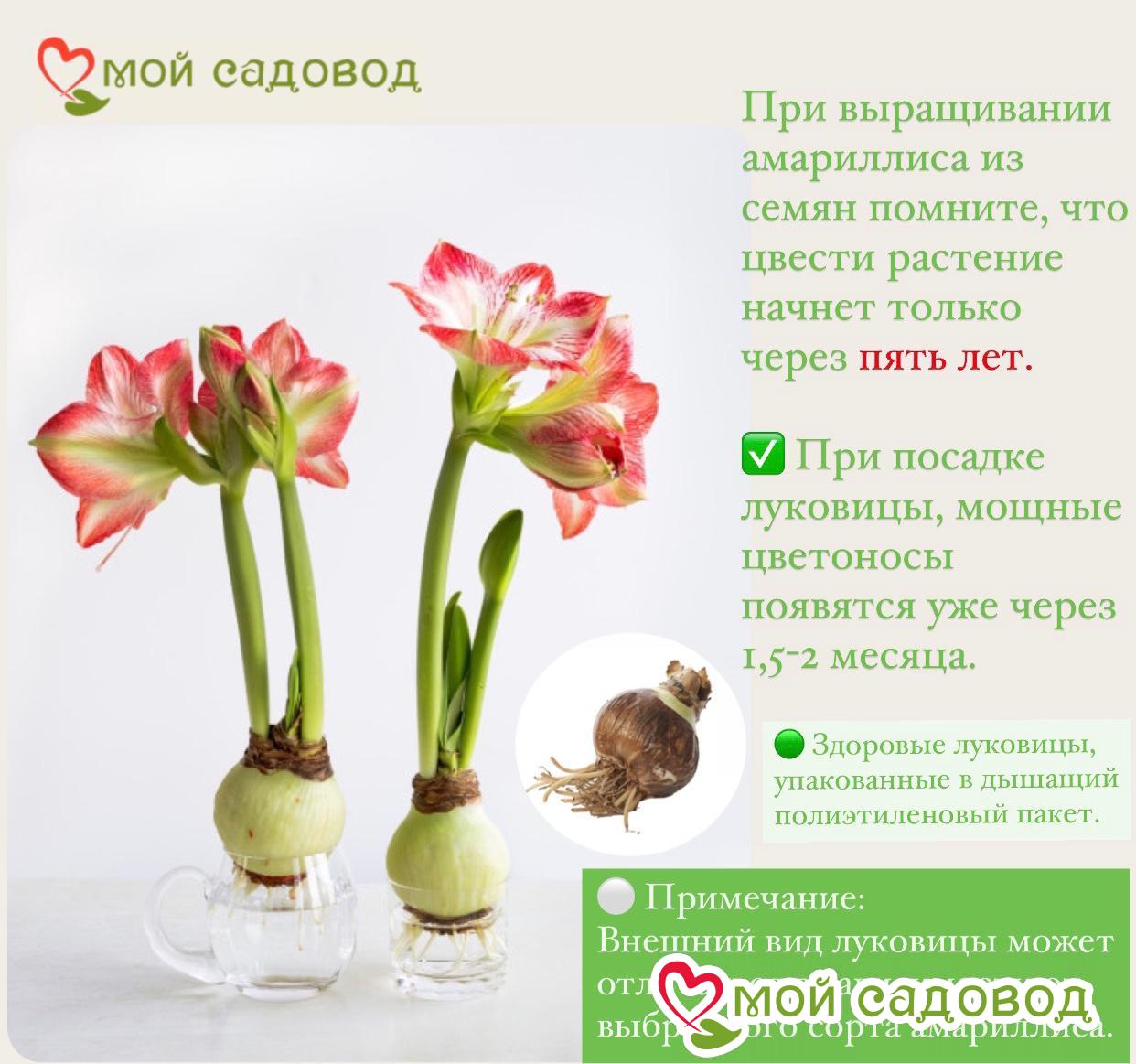 Амариллис Блат Оф Тайгер